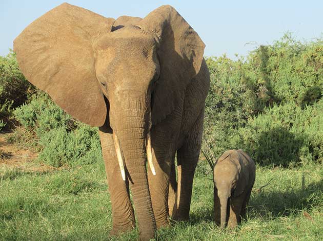 Kenya Safaris