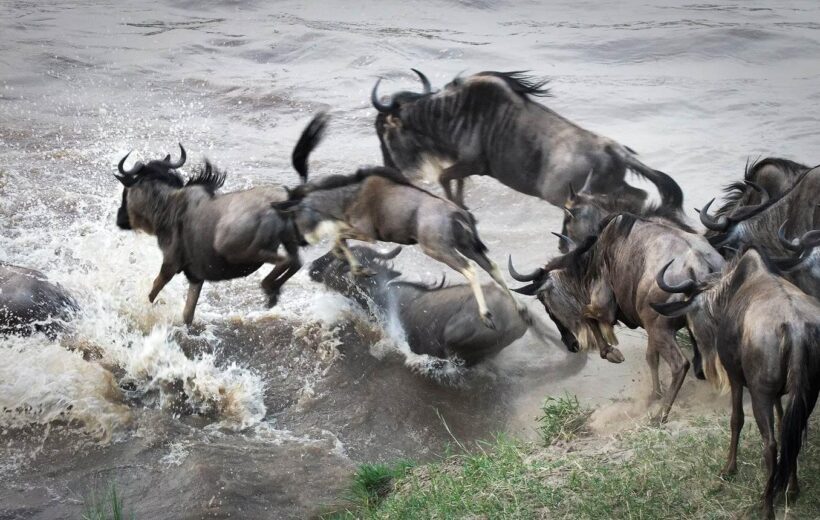 4-days Wildebeest Migration Safari