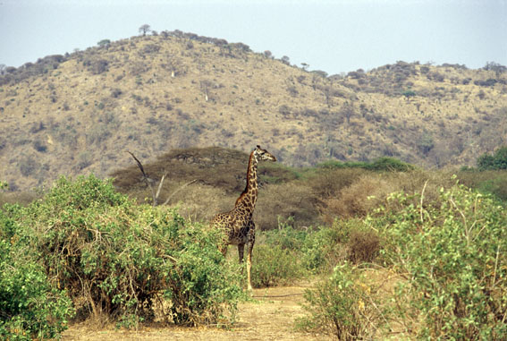 Manyara Ngorongoro Safari package