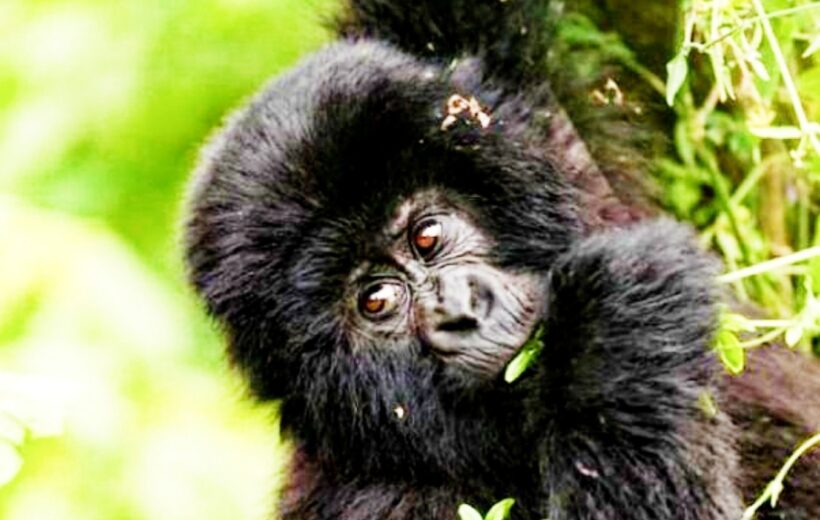 Kigali Tour & Gorilla Trekking