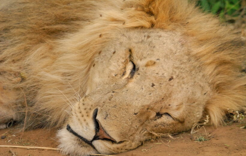 6-Days Kenya Honeymoon Safari