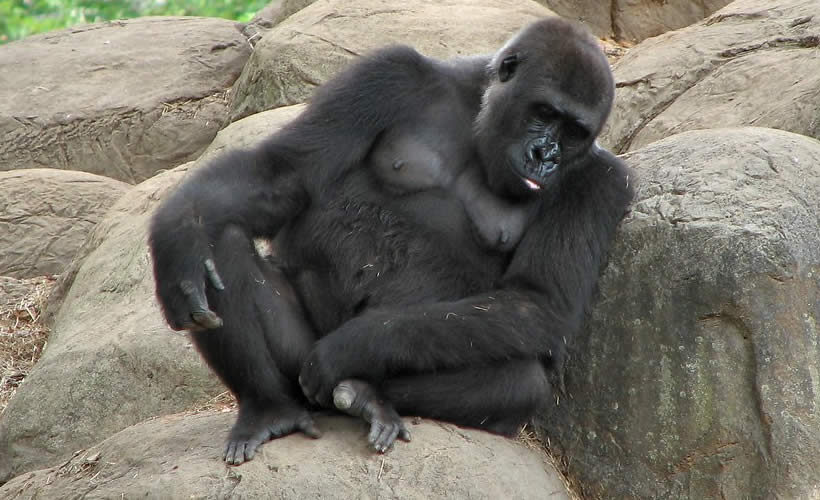 3-days Rwanda Gorilla Trek