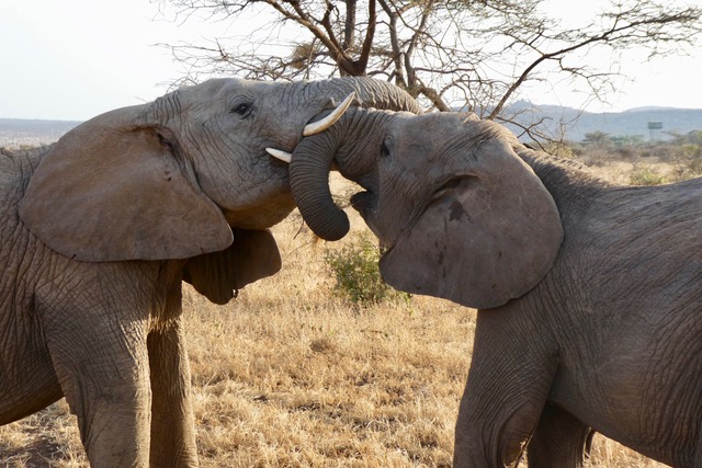 Honeymoon Kenya Safaris